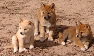 Dingo (Google Bilder)